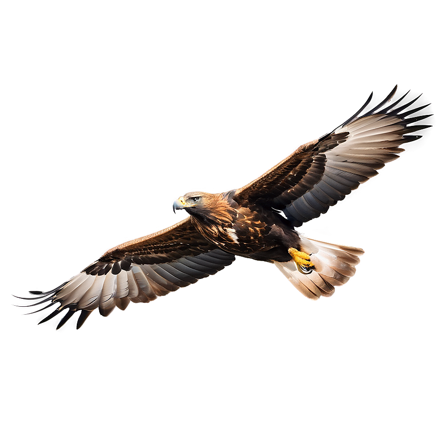 Golden Eagle Gliding Png Jeb