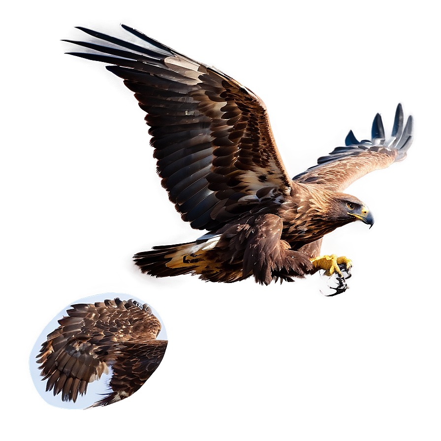 Golden Eagle Hunting Pose Png Txx14