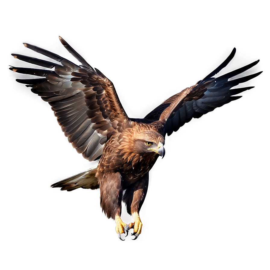 Golden Eagle In Flight Against Sun Png Nxs