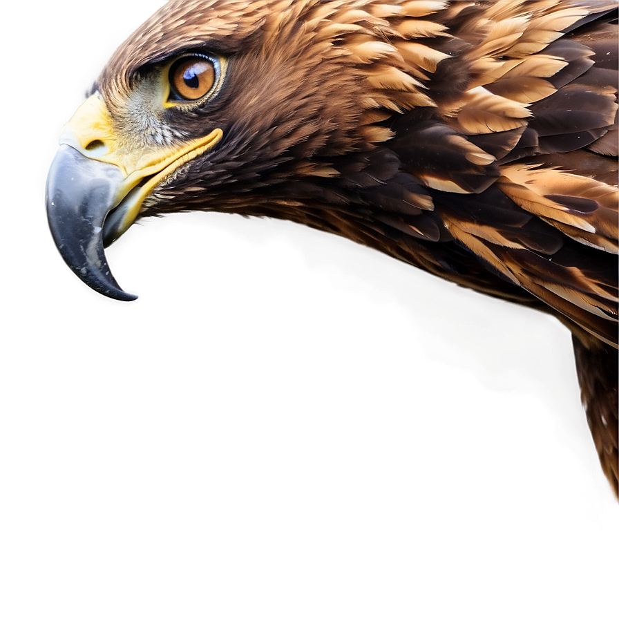 Golden Eagle In Majestic Pose Png Igs