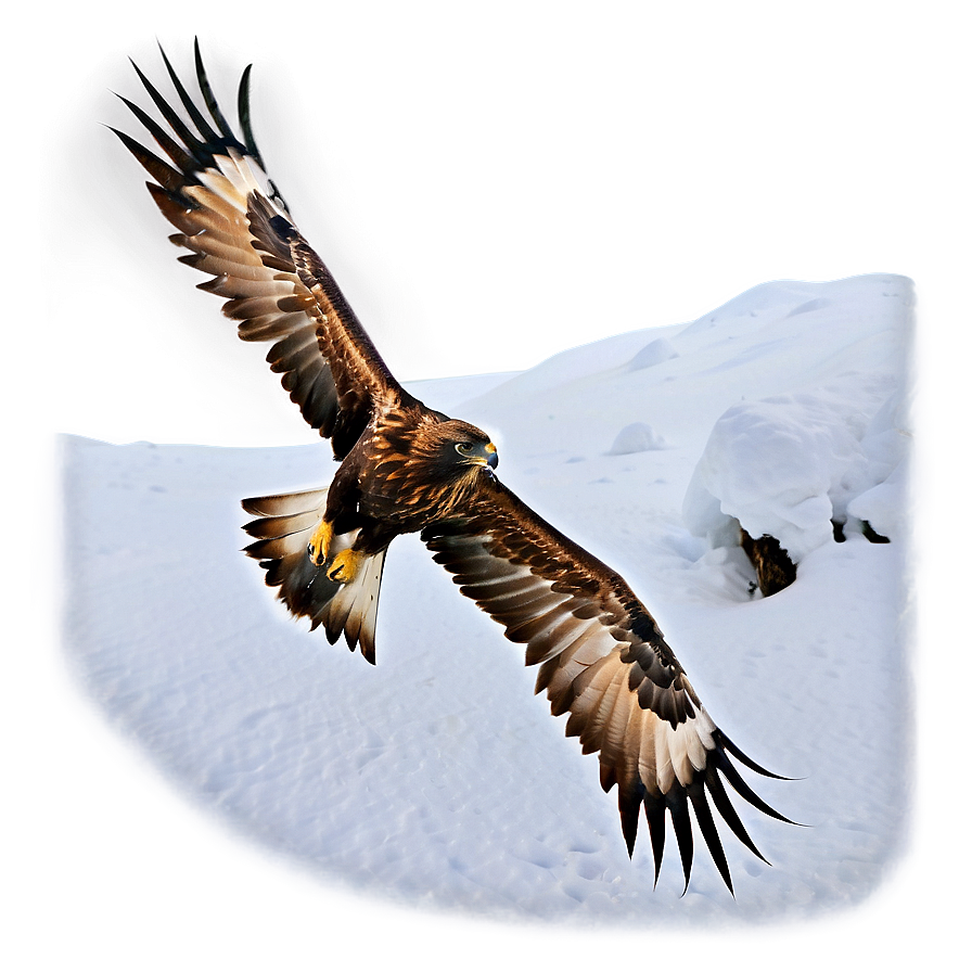 Golden Eagle In Snow Png 06202024