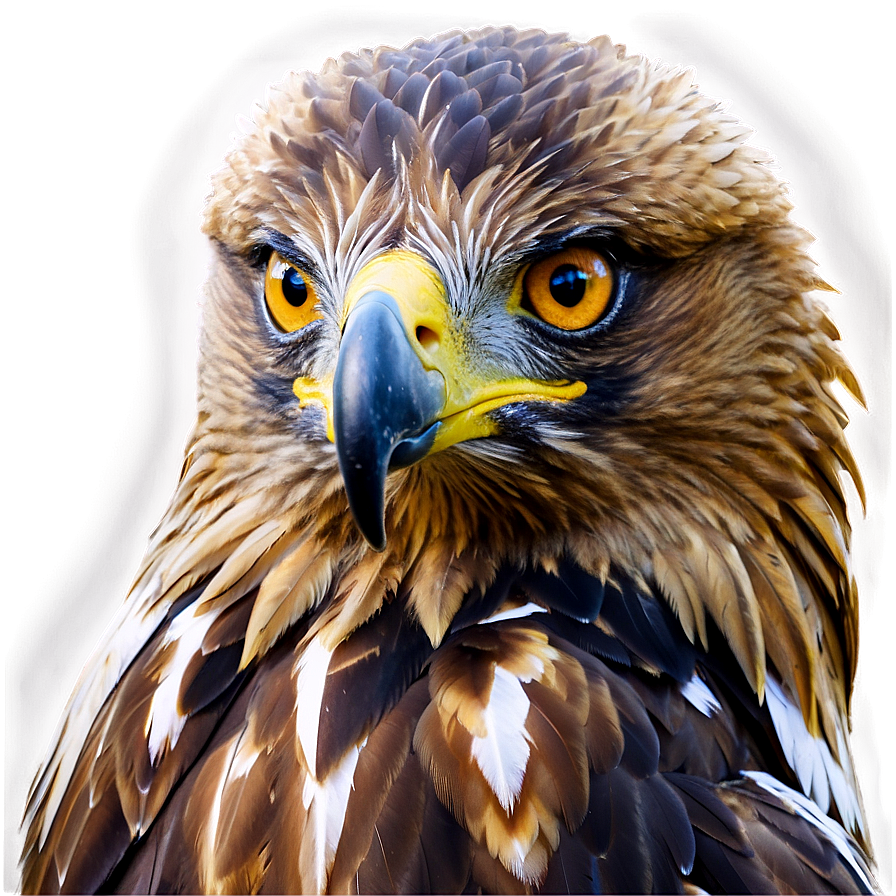 Golden Eagle With Piercing Eyes Png 87