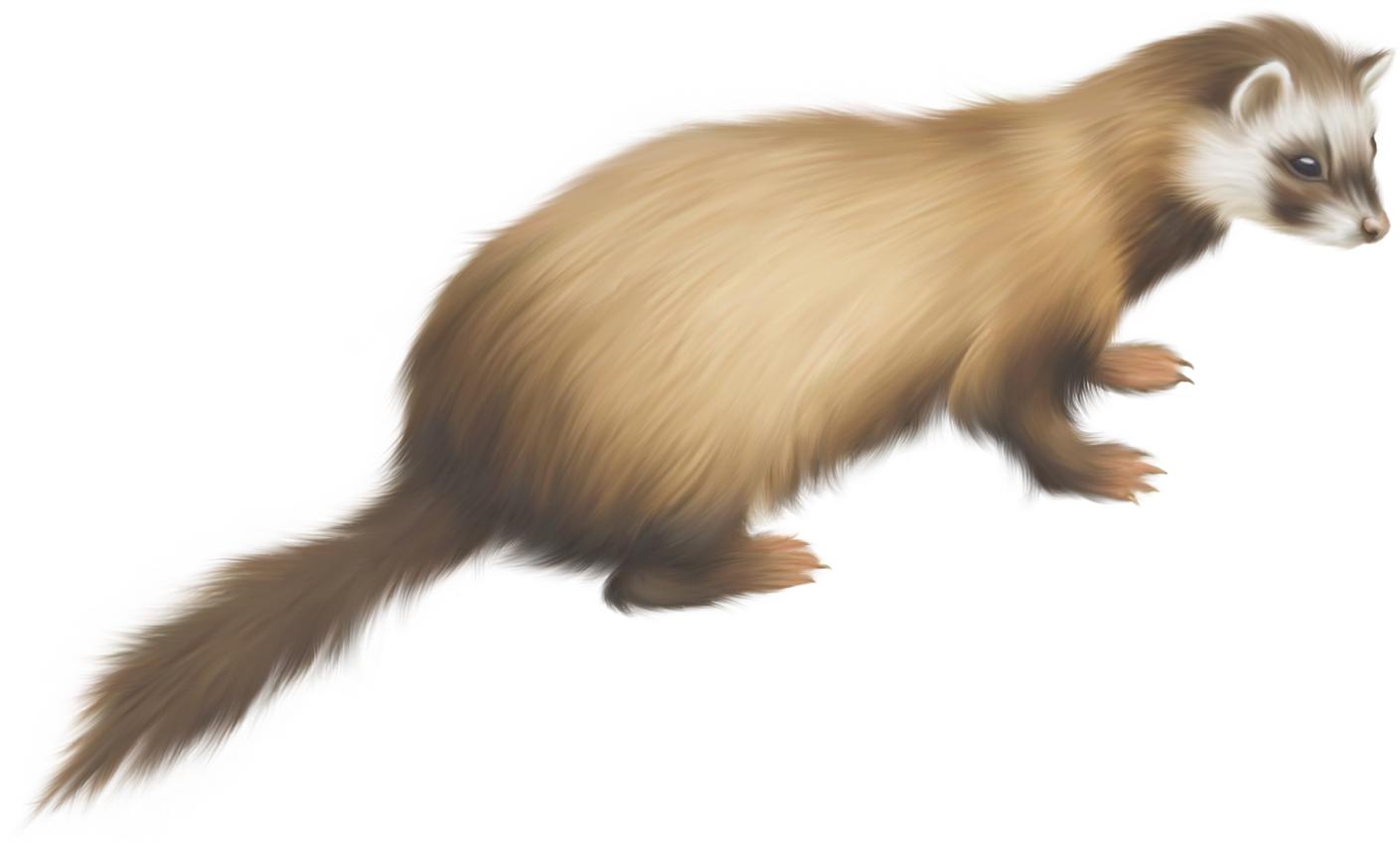 Golden Ferret Illustration