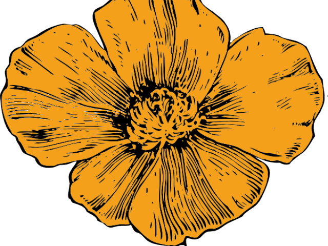 Golden Flower Illustration.png