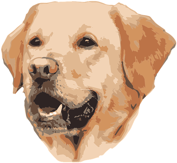 Golden Labrador Vector Portrait