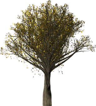 Golden Leaves Tree Night Scene