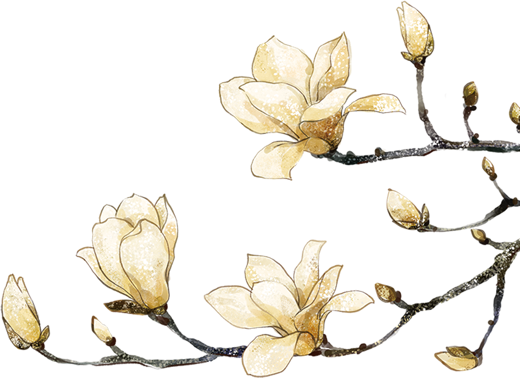 Golden Magnolia Blossoms Artwork