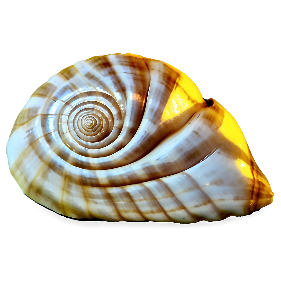 Golden Ratio Conch Shell Png 06132024