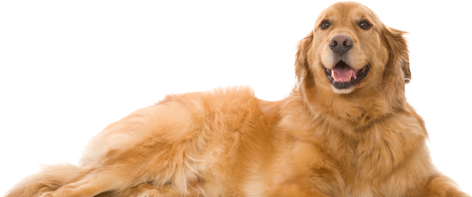 Golden Retriever Happy Pose