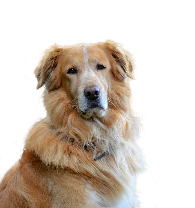 Golden Retriever Portrait