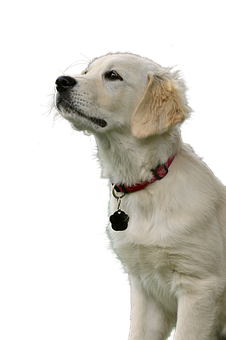 Golden Retriever Puppy Portrait