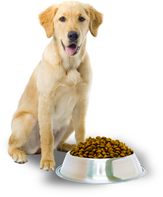 Golden Retriever With Dog Food Bowl