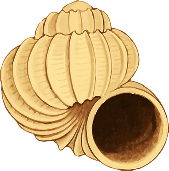 Golden_ Shell_ Illustration