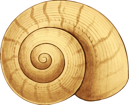 Golden Spiral Seashell