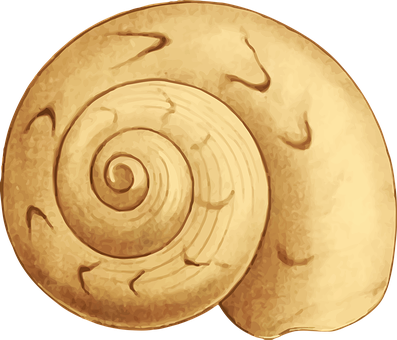 Golden_ Spiral_ Shell_ Illustration