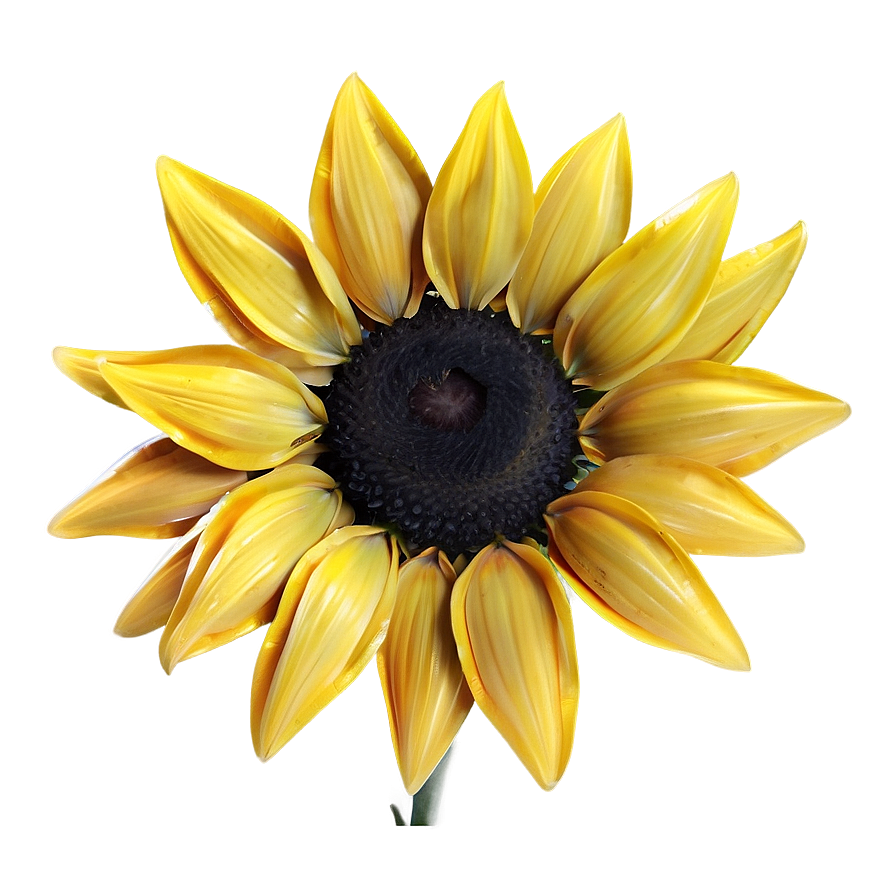 Golden Sunflower Spring Png 06272024