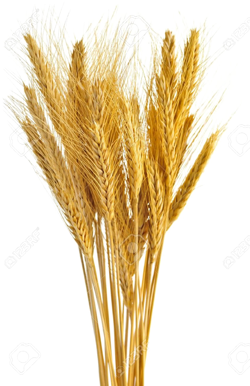 Golden Wheat Bundle