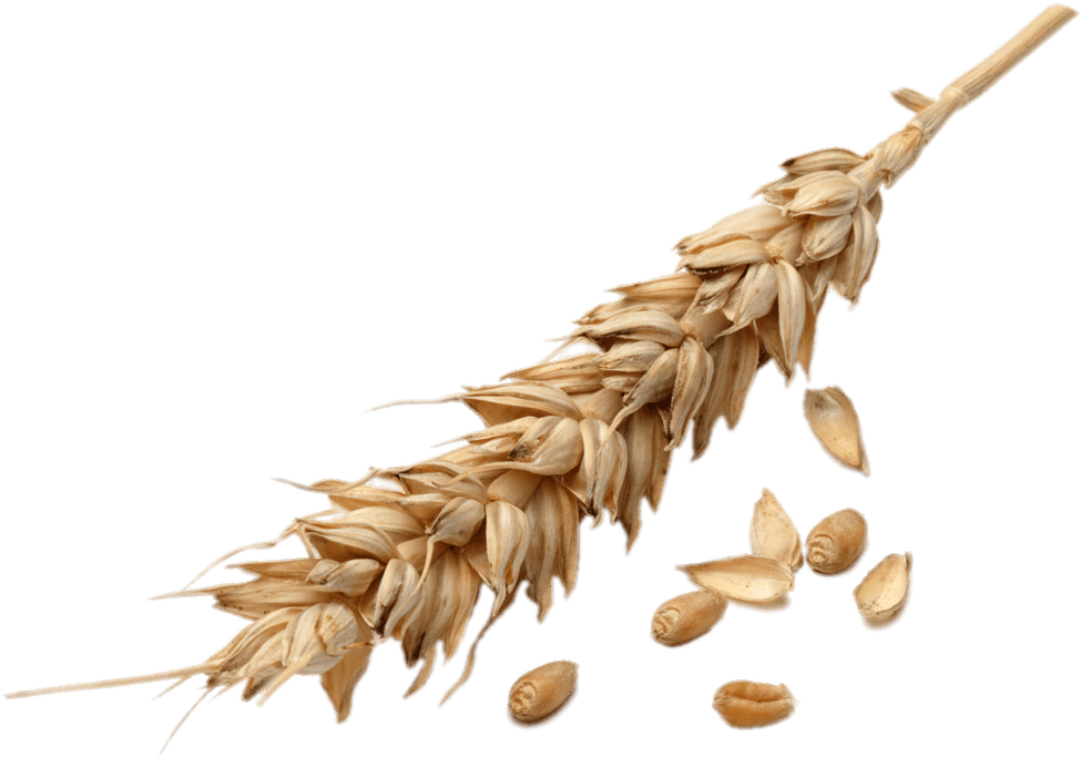 Golden Wheat Earand Grains.png