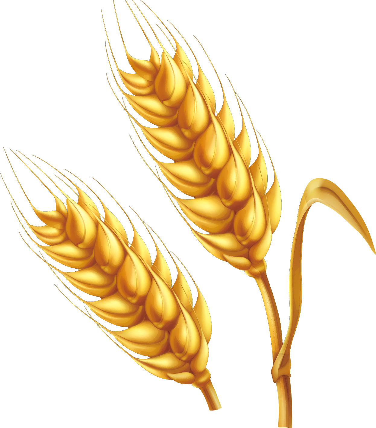 Golden Wheat Ears Vector Illustration