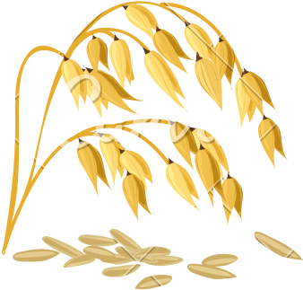 Golden Wheat Ears Vector Illustration