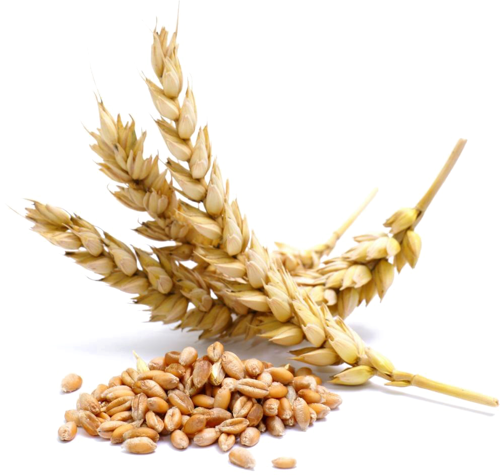 Golden Wheat Earsand Grains.png