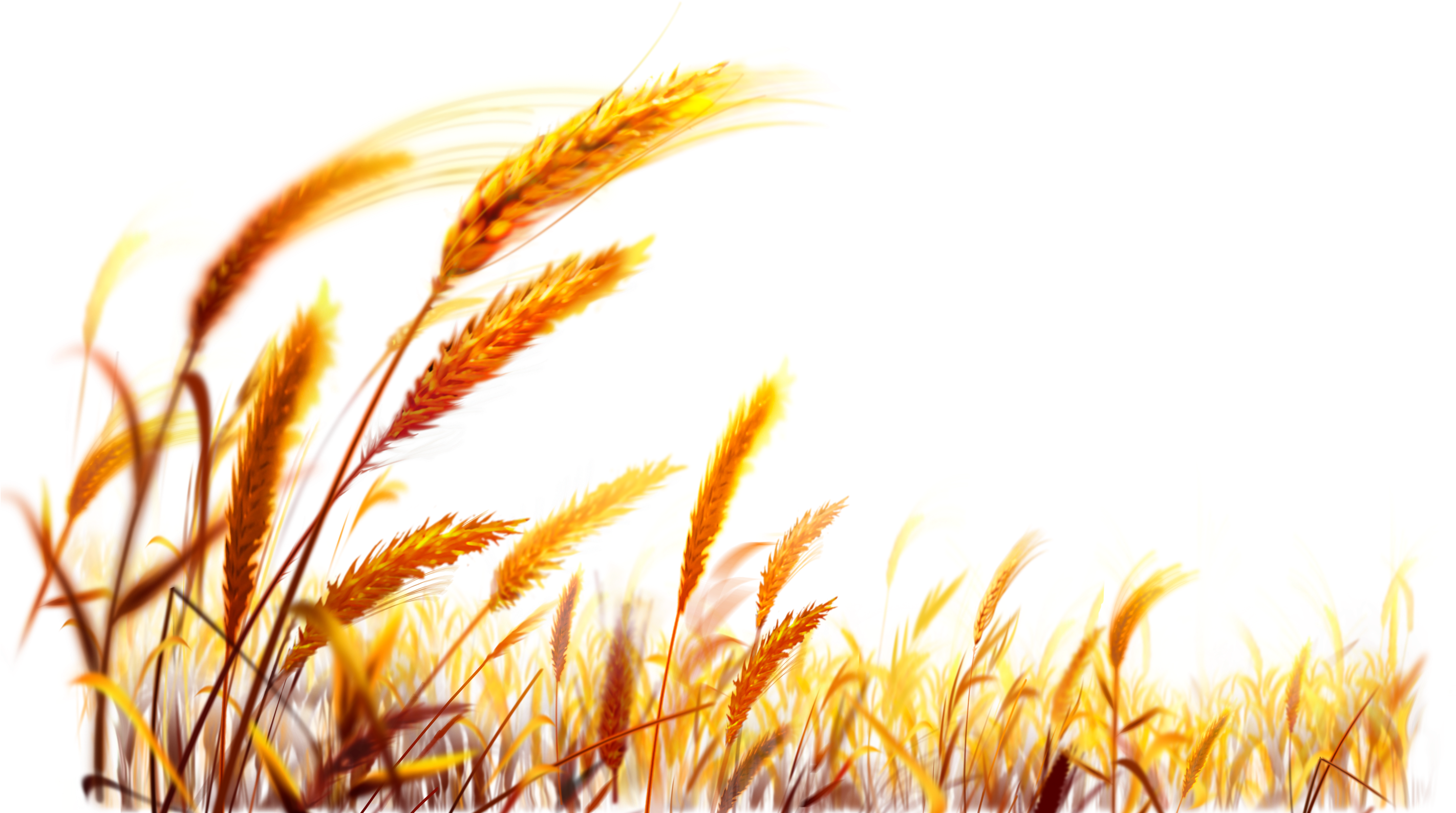 Golden Wheat Field Backdrop