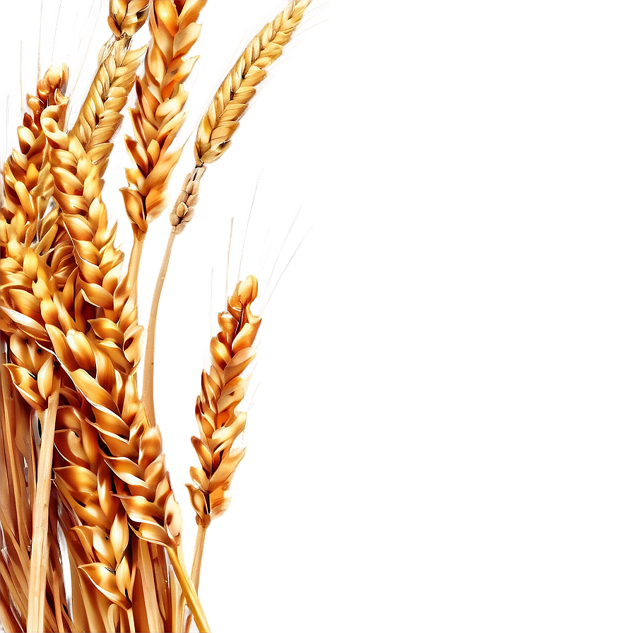 Golden Wheat Field Png Yce