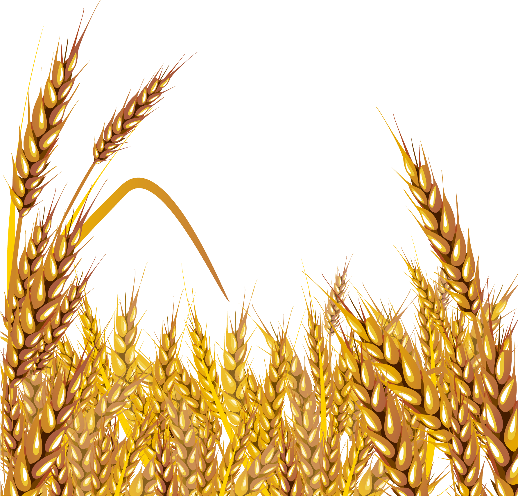 Golden Wheat Field Vector Illustration