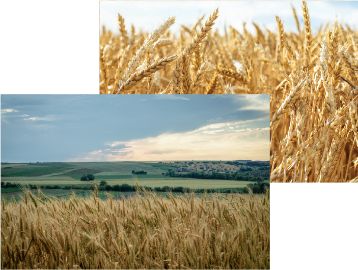 Golden Wheat Fields Collage