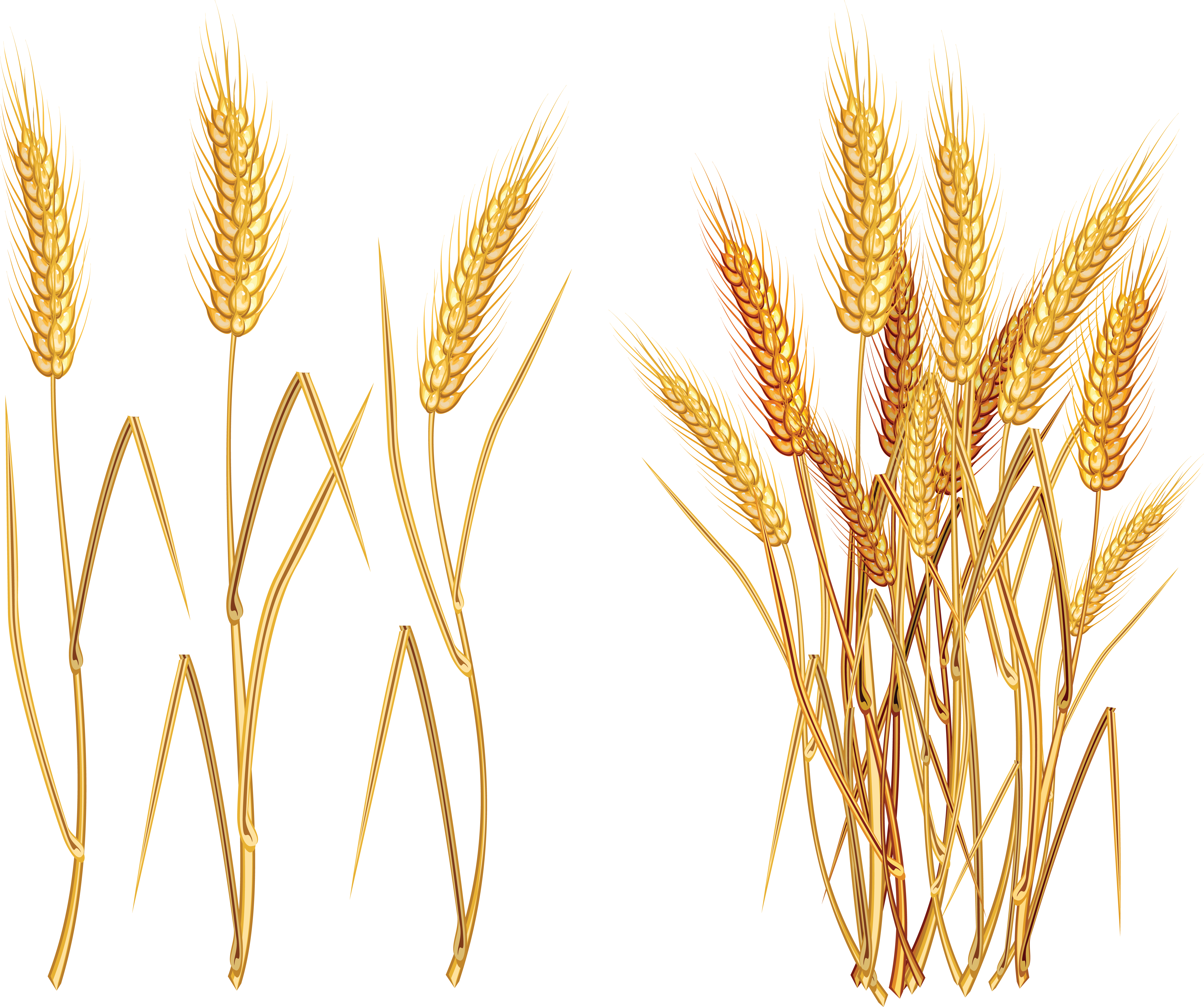 Golden Wheat Illustration