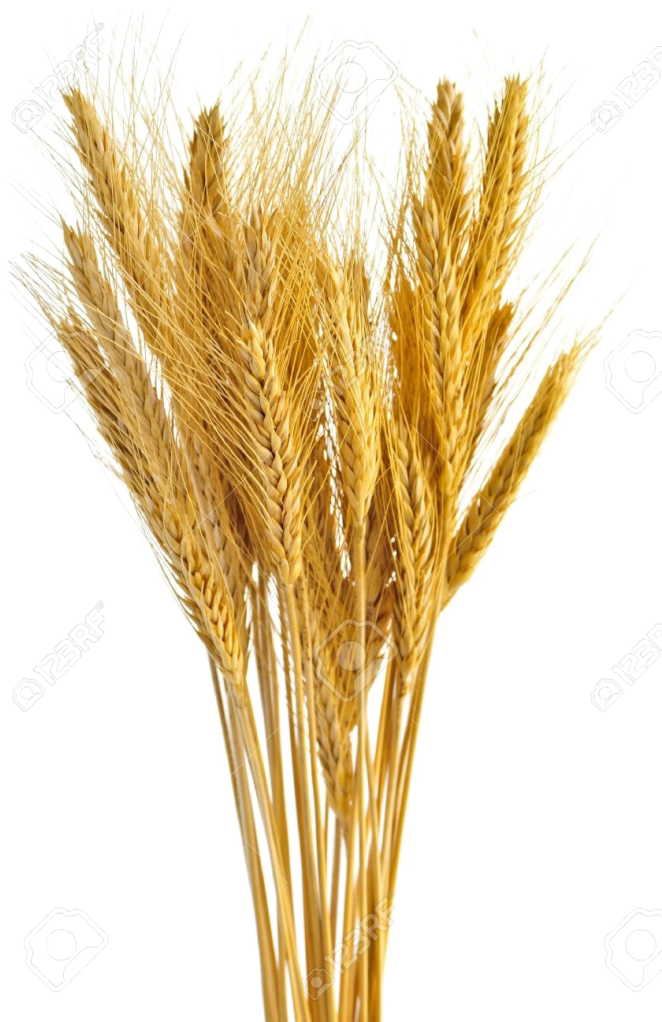 Golden Wheat Sheaves Vector