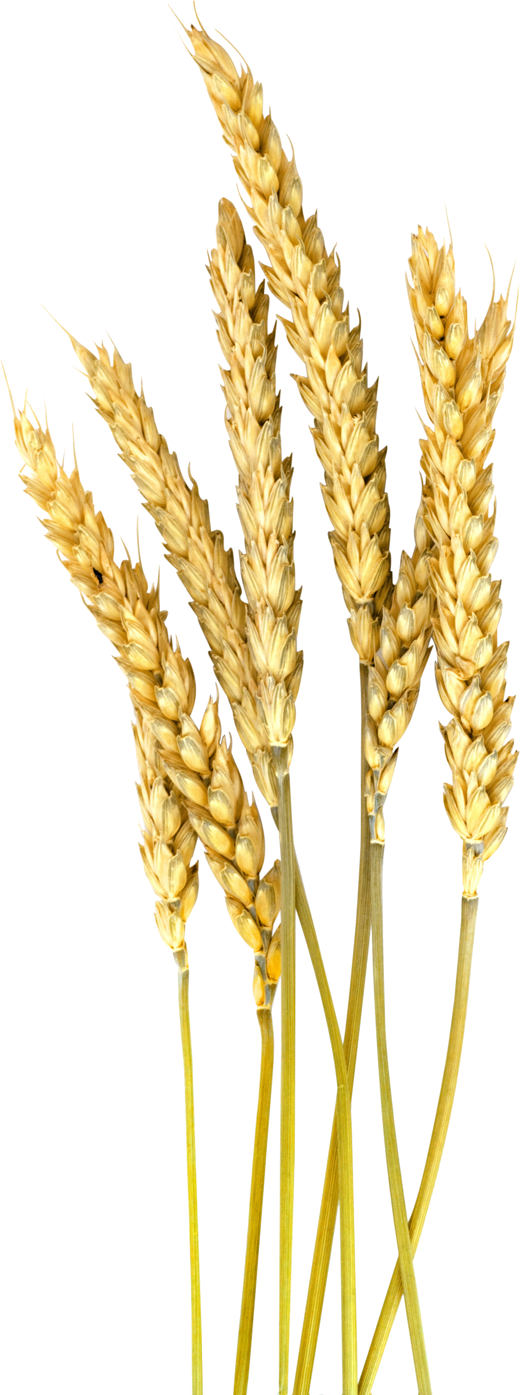 Golden Wheat Stalks Vector