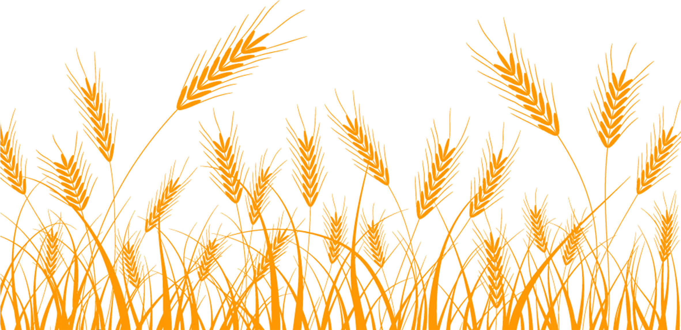 Golden Wheat Vector Illustration