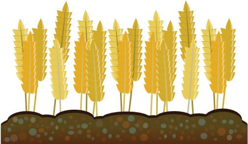 Golden Wheat Vector Illustration