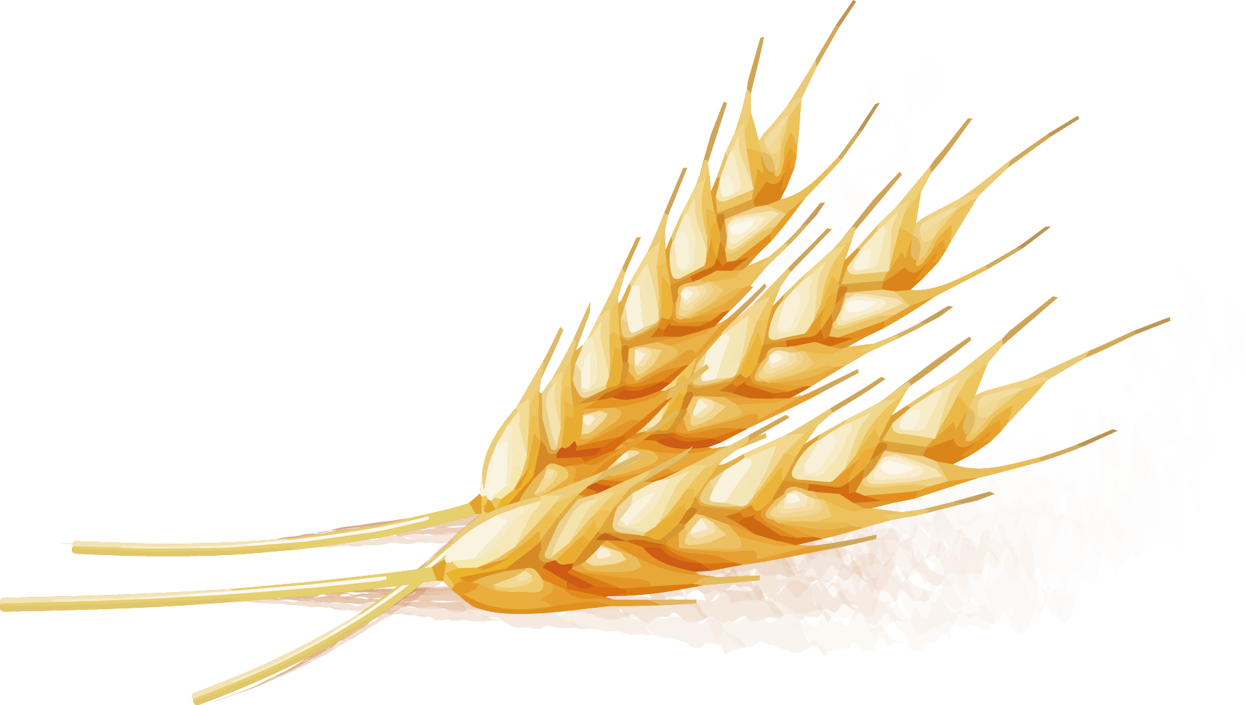 Golden Wheat Vector Illustration