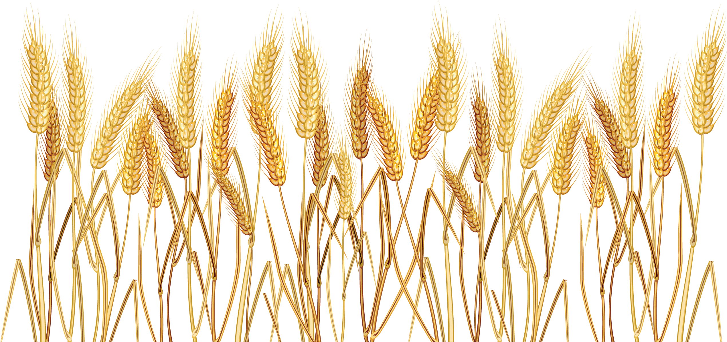 Golden Wheat Vector Illustration