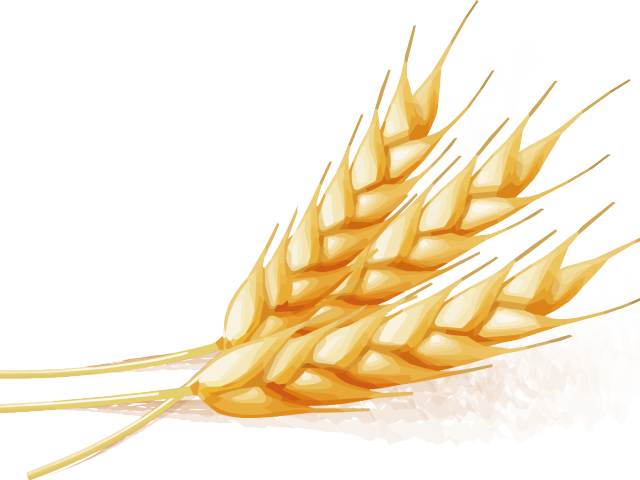 Golden Wheat Vector Illustration