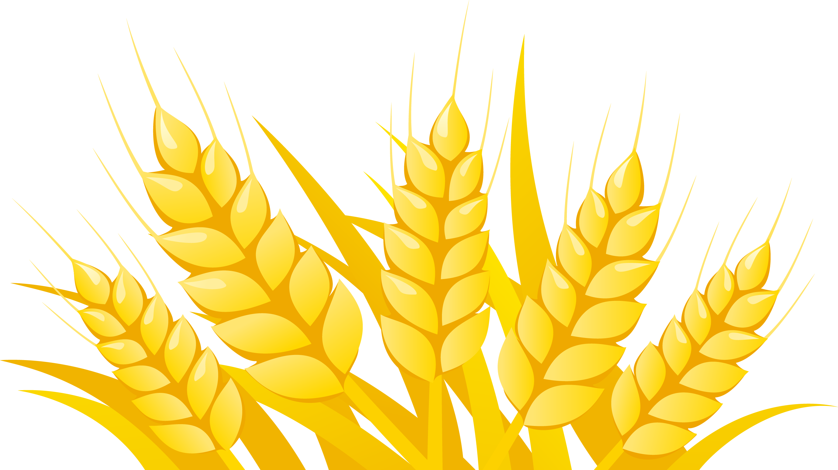 Golden Wheat Vector Illustration