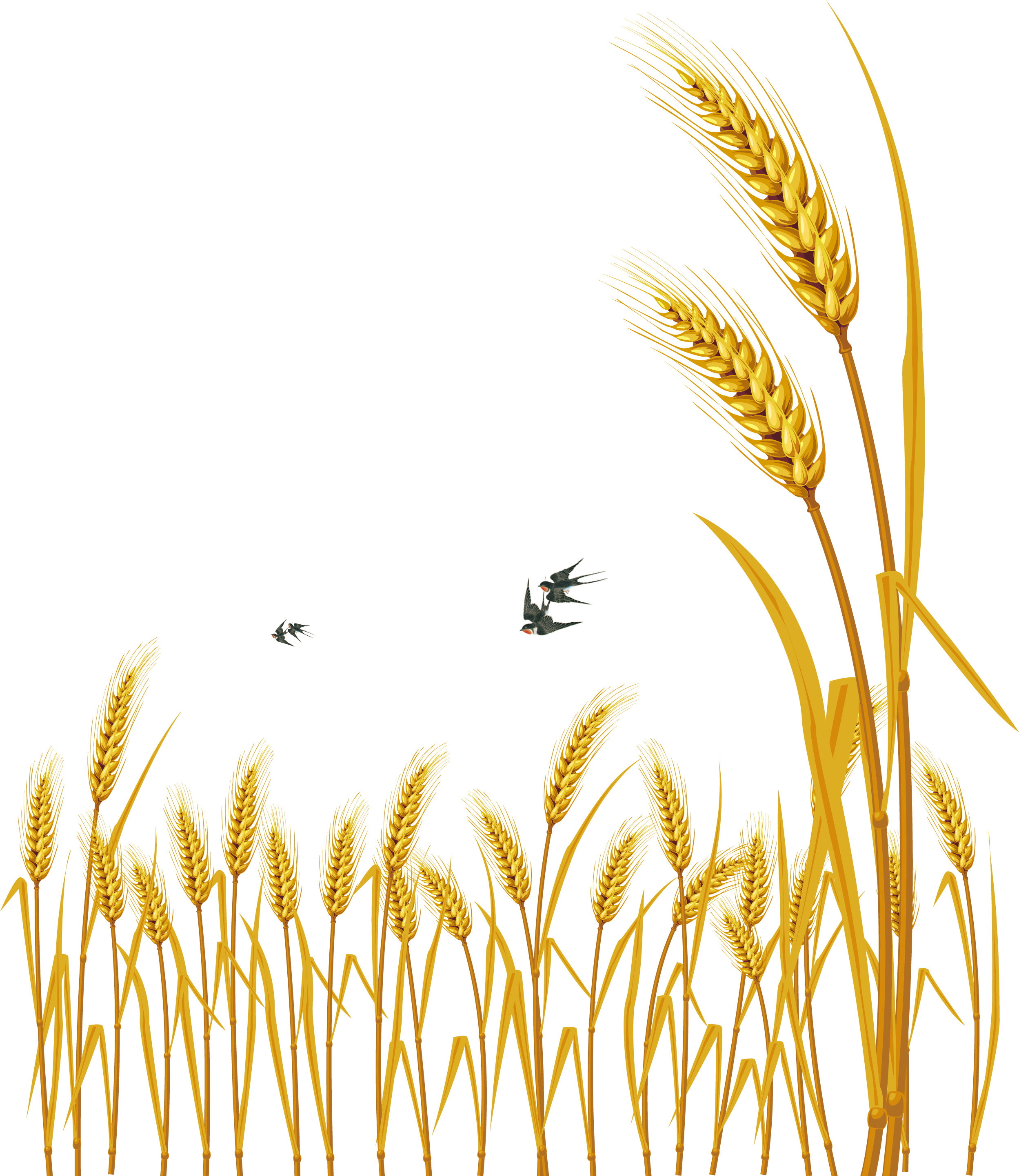 Golden Wheat Vector Illustration