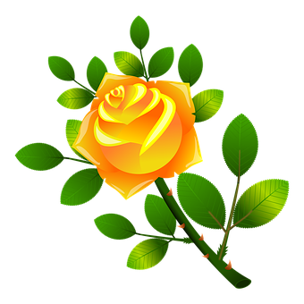 Golden Yellow Rose Vector Illustration