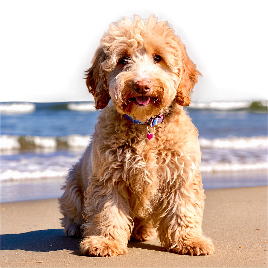 Goldendoodle At Beach Png Ssq87