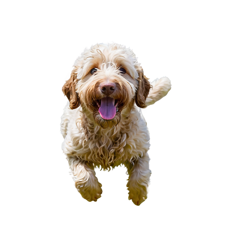 Goldendoodle Swimming Png Bpn44