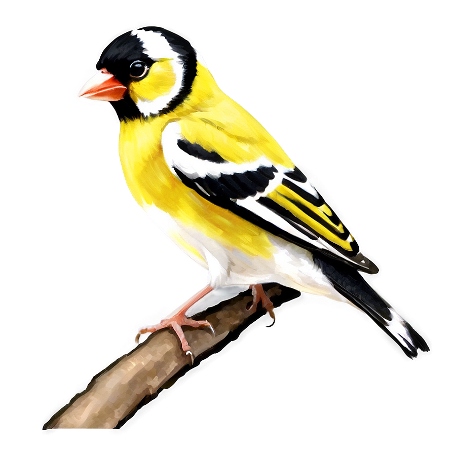 Goldfinch Bird Yellow Png 05032024