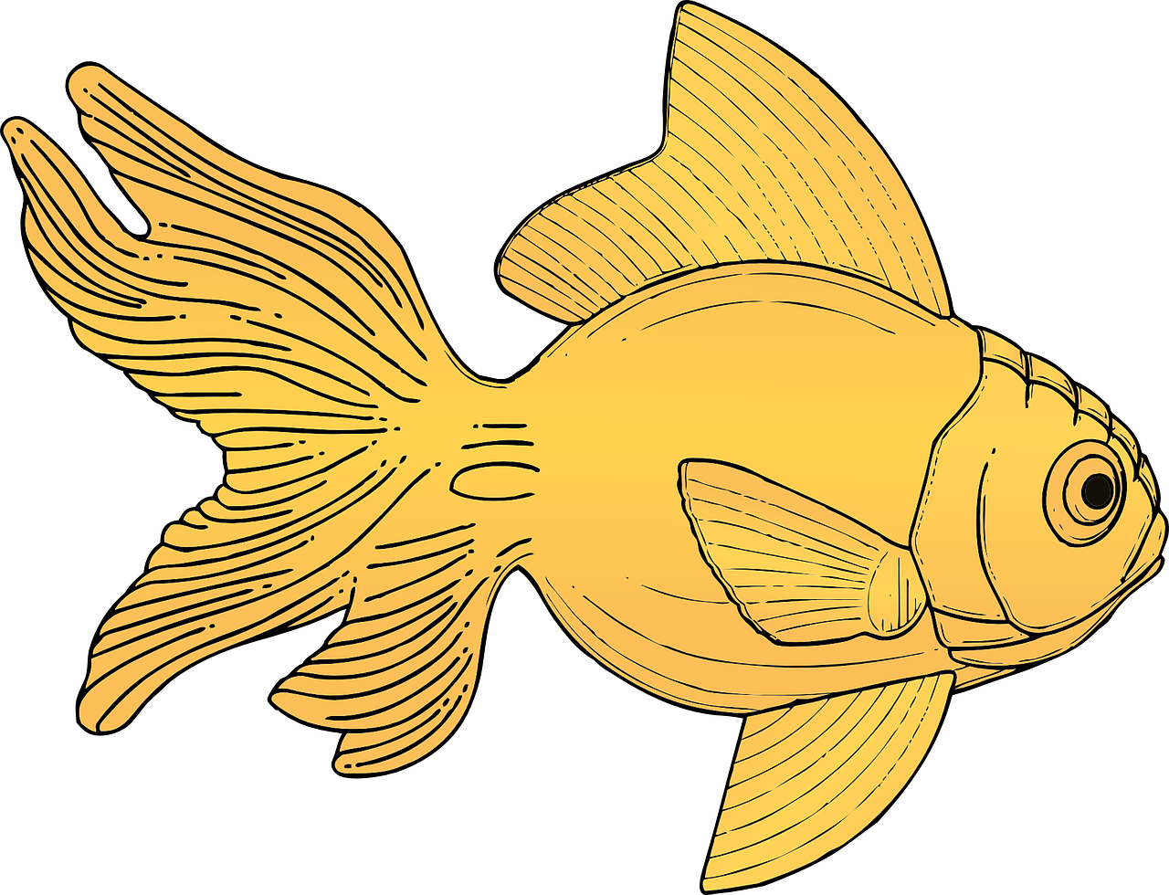 Goldfish Illustration Artwork