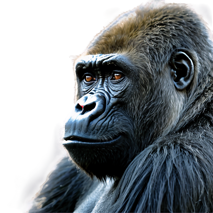 Gorilla Habitat Background Png 05212024