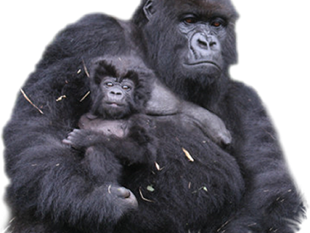 Gorilla Motherand Baby