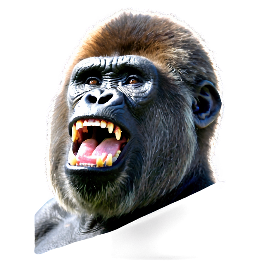 Gorilla Roaring Loudly Png 42