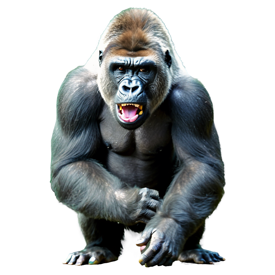 Gorilla Showing Aggression Png 87