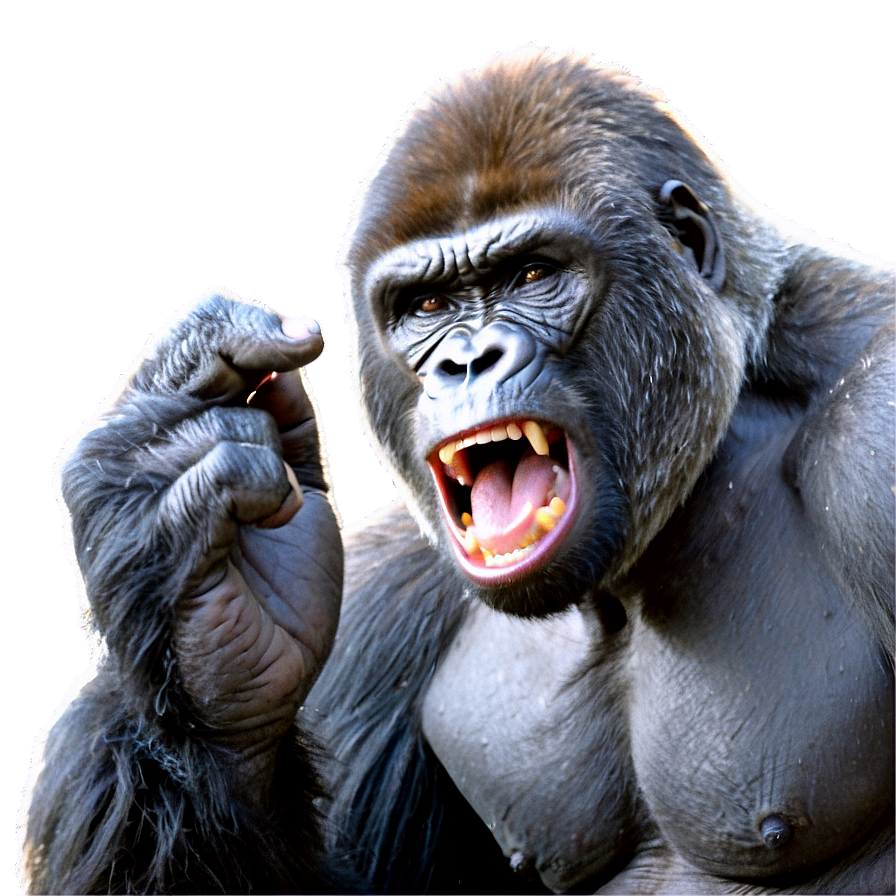 Gorilla Showing Fury Png Dmj65