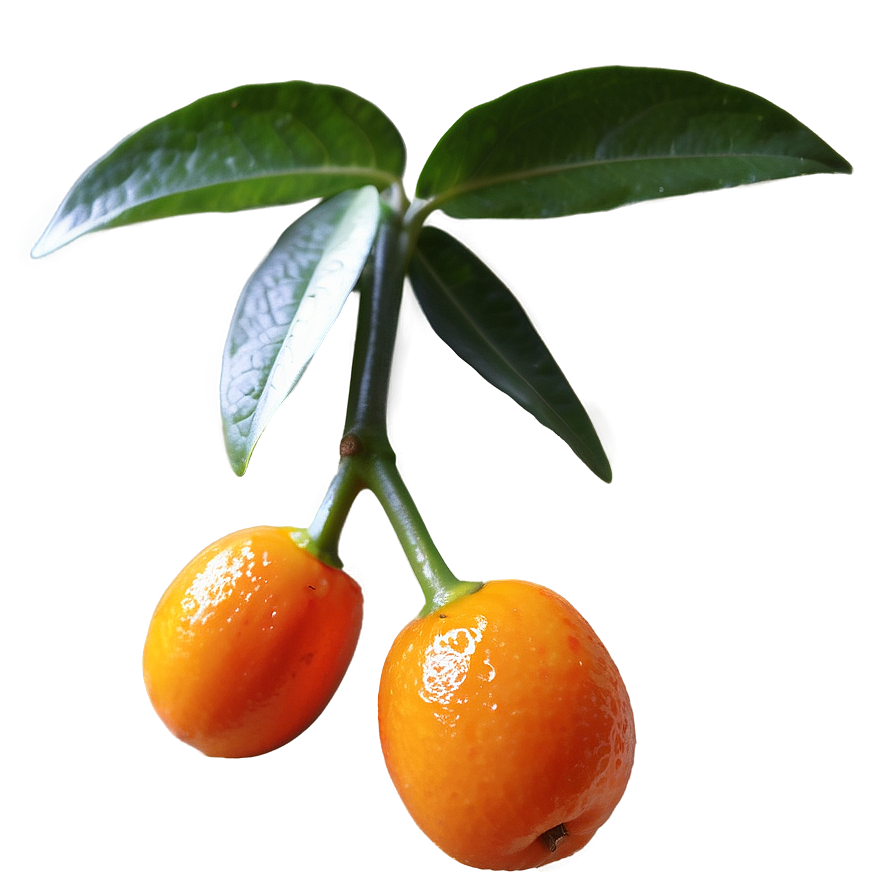 Gourmet Kumquat Png 06252024